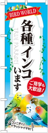 画像: のぼり旗　各種インコいます