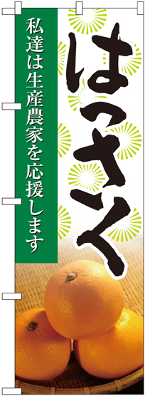 画像1: はっさく 写真 のぼり